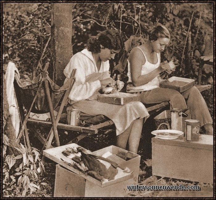Die Frau und die Assistentin des Forschers Gert Heinrich beim Präparieren von
seltenen tropischen Vögeln.