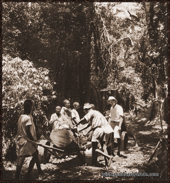 Die Urwaldriesen am Kilimandscharo wurden von einem deutschen
Sägemüller zum erstenmal ausgewertet. Hier werden unter Anleitung des Deutschen
die Edelhölzer abtransportiert.