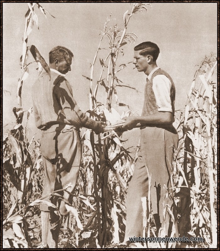 Angestellte einer großen deutschen Farm prüfen den übermannshohen
Mais.