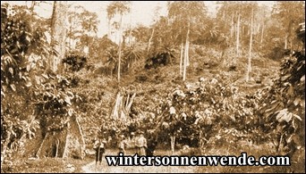 Kakaopflanzung im Urwald, Kamerun.