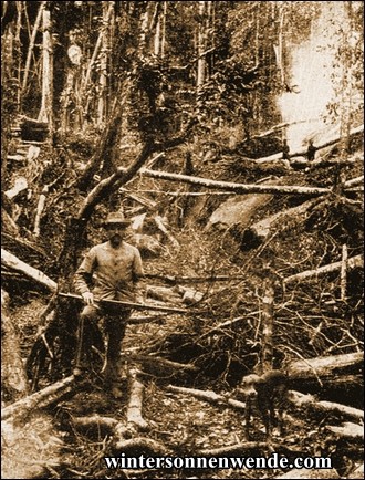 Rodung im Urwald am Kamerunberg.