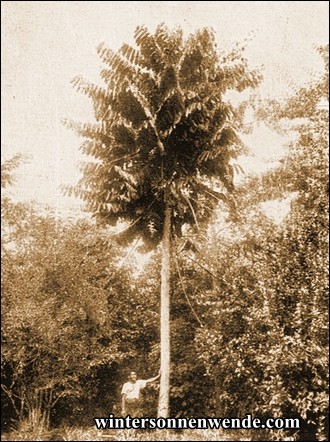 Sechsjährige Castilloa mit Anzapfungsstelle am unteren Stammende. Samoa.