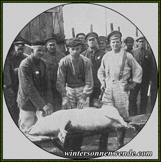 Schweineschlachten im Lager Danzig-Troyl.