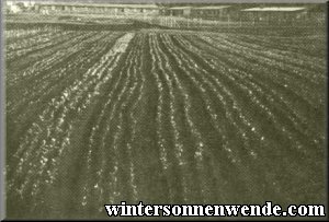 'Dead-straight' rows of seedlings in a Polish nursery.